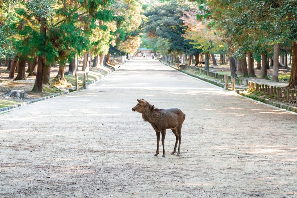 Trip Search Result nara, nara park, japan, deer, animal, trip, nature, travel