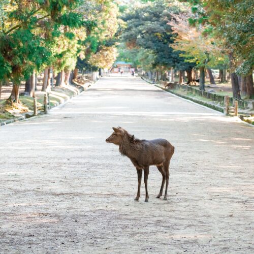 nara, nara park, japan, deer, animal, trip, nature, travel