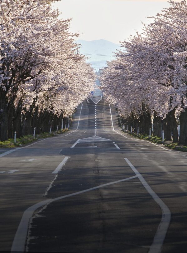 cherry blossoms, road, japan, nature, sakura, travel, landscape, spring