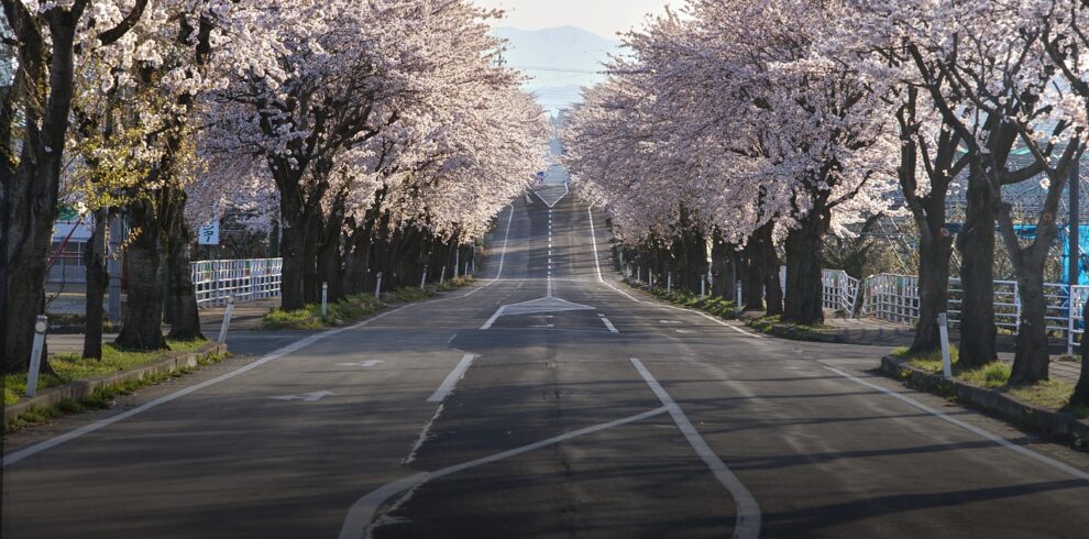 cherry blossoms, road, japan, nature, sakura, travel, landscape, spring