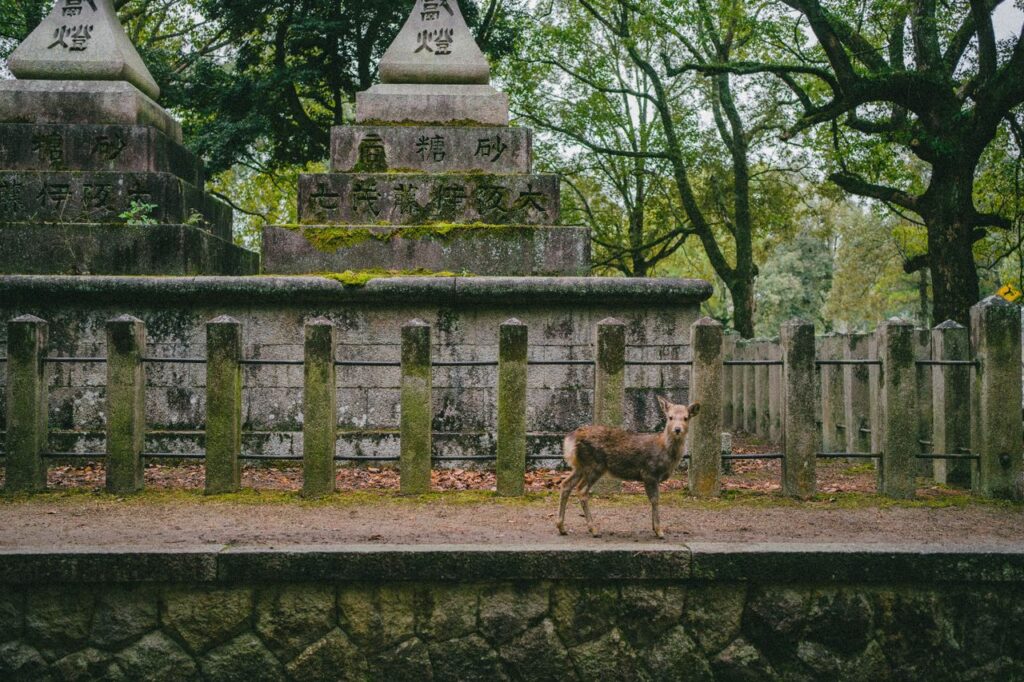 Trip Search Result A peaceful deer wanders near traditional stone lanterns in a historic Japanese temple setting.