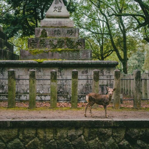 A peaceful deer wanders near traditional stone lanterns in a historic Japanese temple setting.