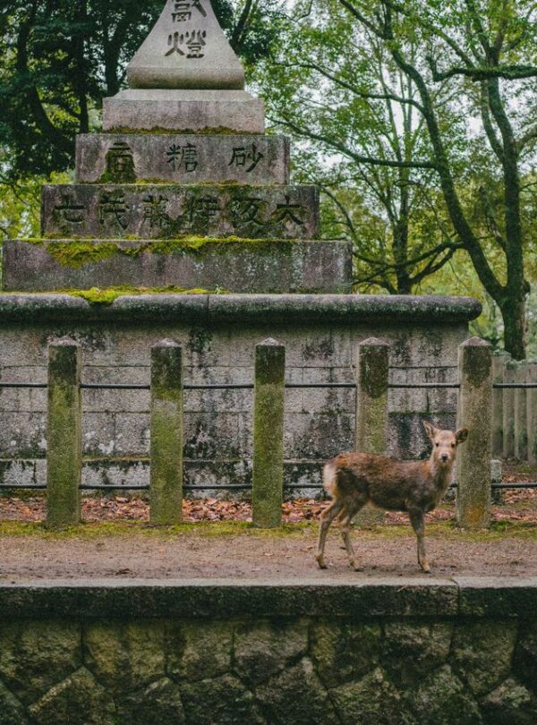 A peaceful deer wanders near traditional stone lanterns in a historic Japanese temple setting.