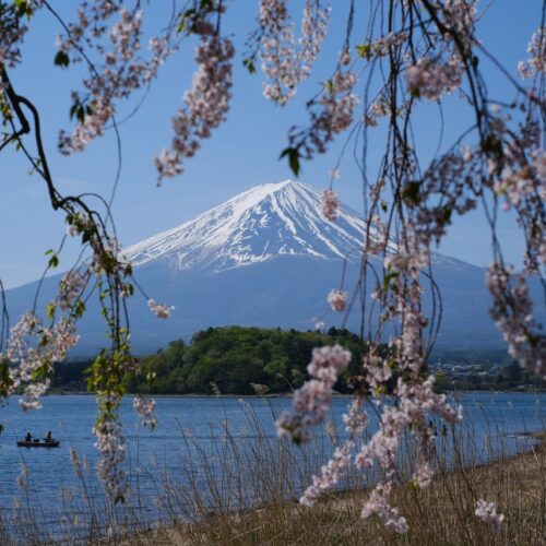 Idyllic view of Mount Fuji framed by cherry blossoms, capturing the essence of spring in Japan.