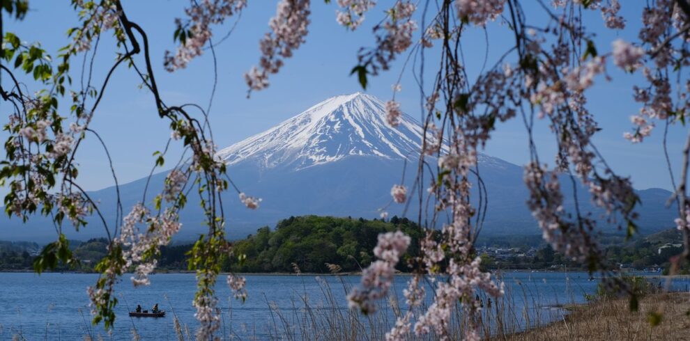 Idyllic view of Mount Fuji framed by cherry blossoms, capturing the essence of spring in Japan.