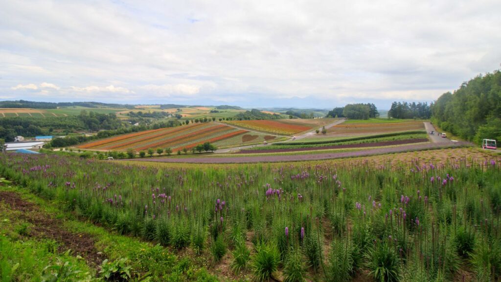 Beautiful panoramic view of colorful flower fields in a lush rural landscape under cloudy skies.