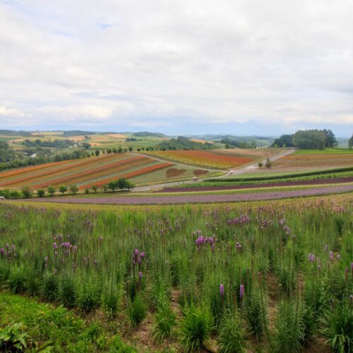 Beautiful panoramic view of colorful flower fields in a lush rural landscape under cloudy skies.
