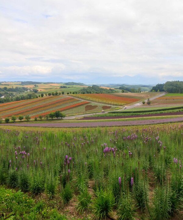 Beautiful panoramic view of colorful flower fields in a lush rural landscape under cloudy skies.