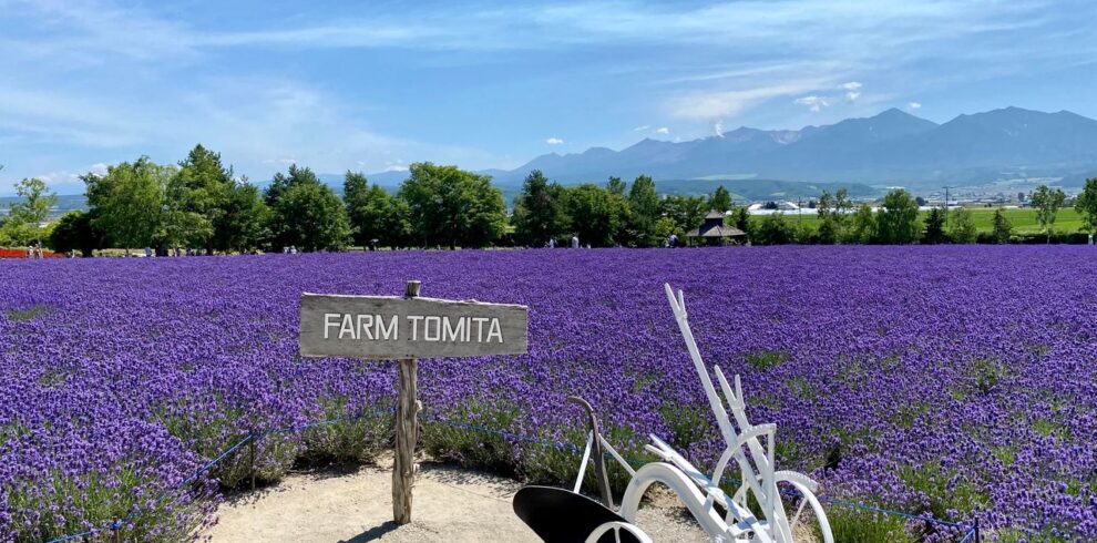 Explore the vibrant lavender fields at Farm Tomita in Nakafurano, Hokkaido, Japan, under a clear blue sky.
