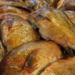 fish, market, japan, tokyo, tsukiji, nature, tourist, attraction, japanese, brown fish, brown fishing, brown market