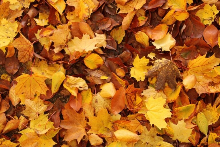 A collection of colorful autumn leaves creating a vibrant natural carpet.