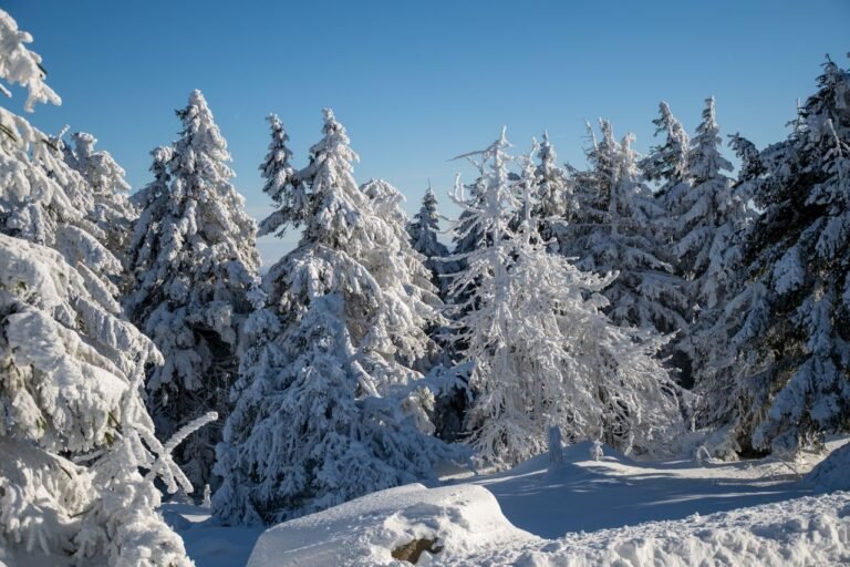 Serene winter scene featuring a snow-covered pine forest under a clear blue sky.