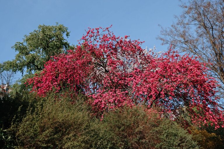 Vibrant cherry blossoms against a clear blue sky, capturing spring beauty.
